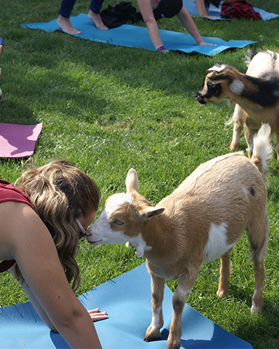 Yoga with Goats and Historic Tour